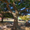 Fitzroy Park 22/03/2024