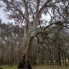 Horseshoe Lagoon 2 12/11/2024