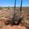 Mereenie Track 1 16/07/2024
