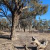 Murray River 1 06/07/2024