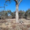 Murray River 2 06/07/2024