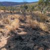 Ormiston Creek Burn 1 18/07/2024