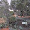 Port Augusta Botanical Gardens 08/07/2024