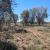 Urana Flora Reserve 1 29/10/2024