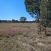 Wangaratta Common 10 18/08/2024