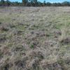 Wangaratta Common 11 18/08/2024