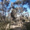 Yellow Waterholes 10/05/2023