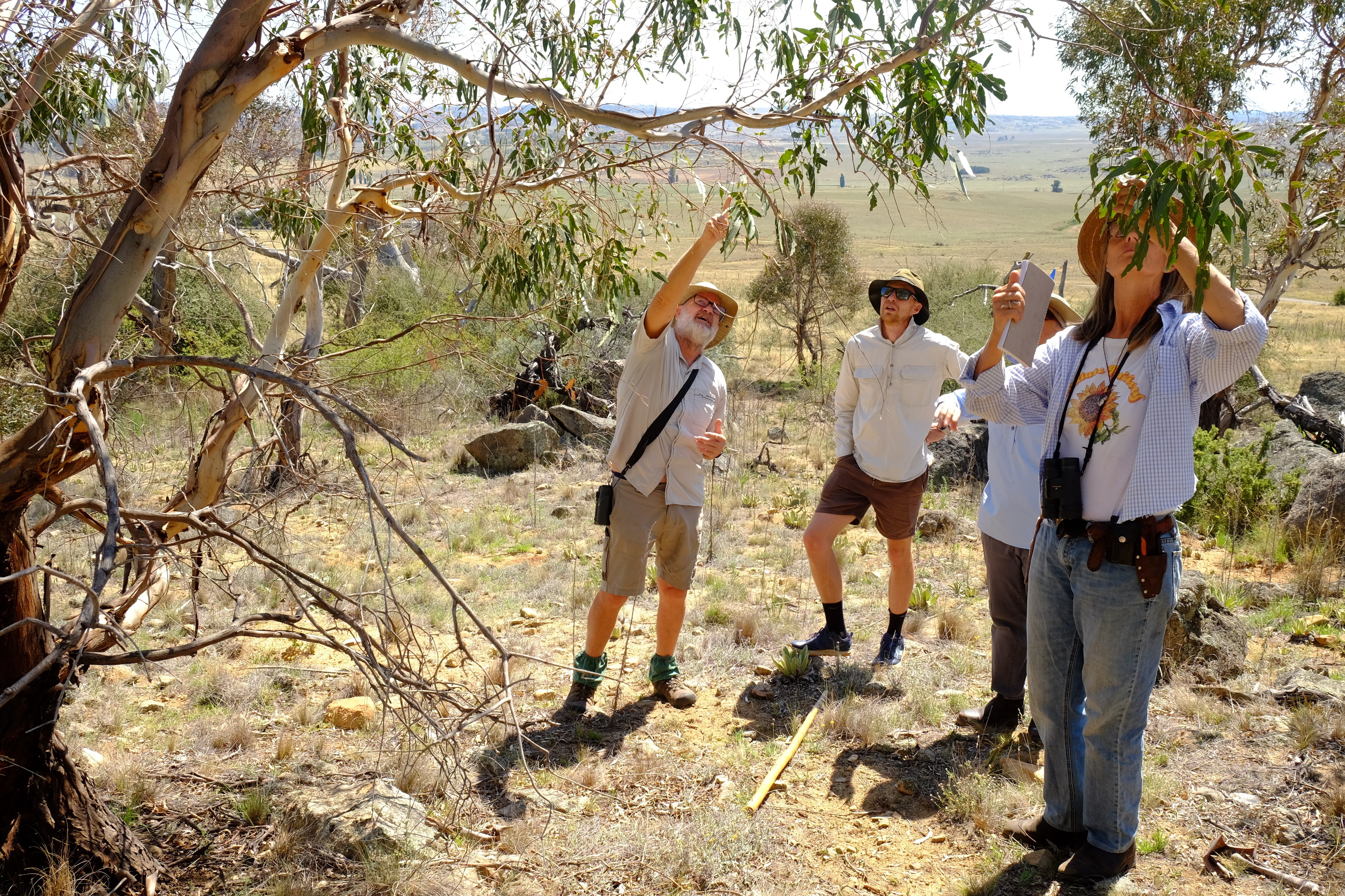 Ian Davidson inspecting leaves